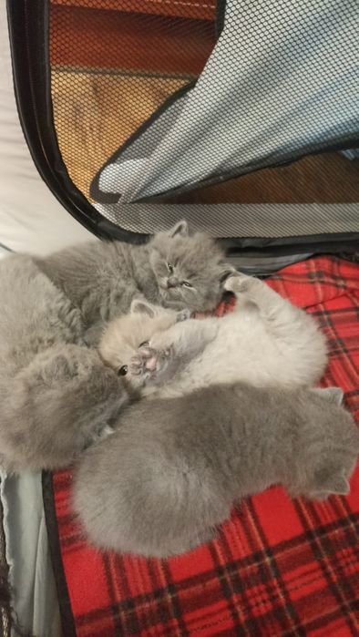 Kotka brytyjska niebieska