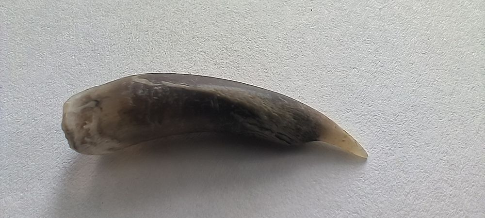 Ostrogi koguta naturalne pazury kości