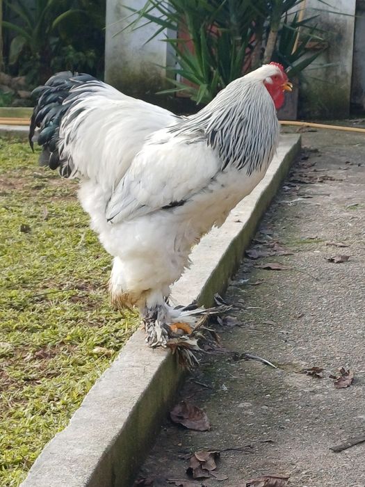 Ovos das seguintes raças