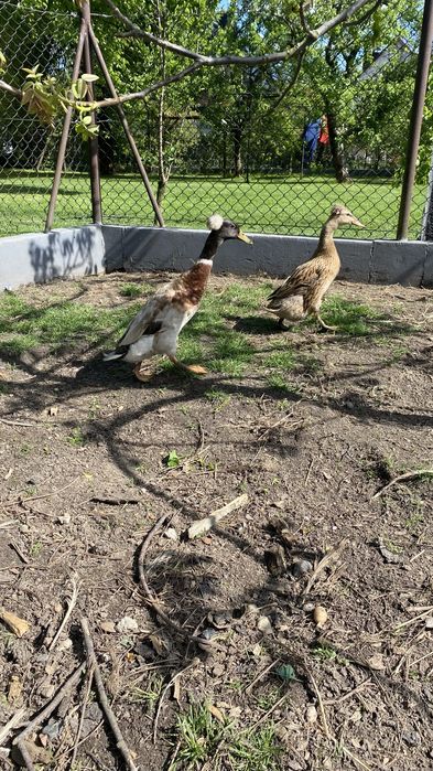 Biegusy indyjskie kaczki i kaczory