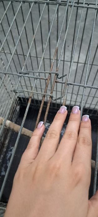 Gaiola grade grossa papagaio