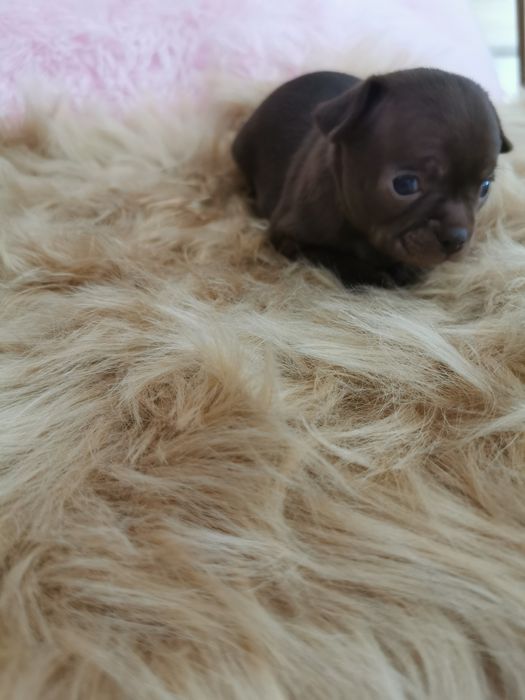 Suczka Chihuahua