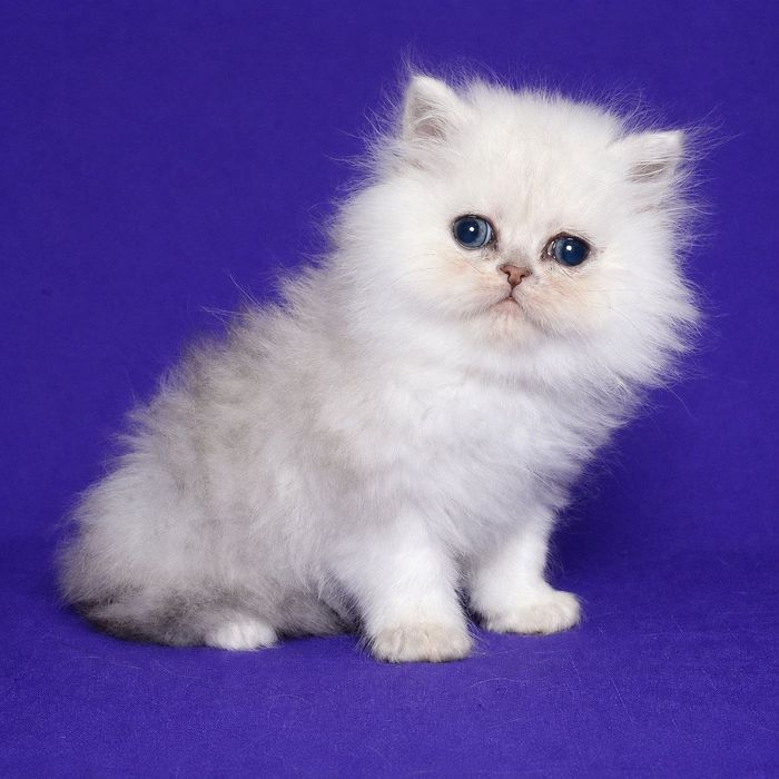 Перс шиншилла серебристая