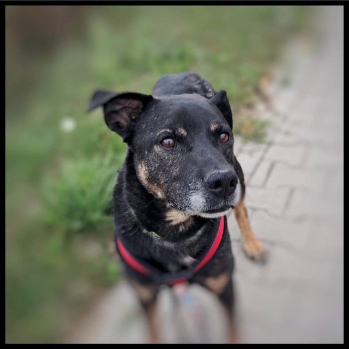 Baki - pies w typie amstaffa do adopcji