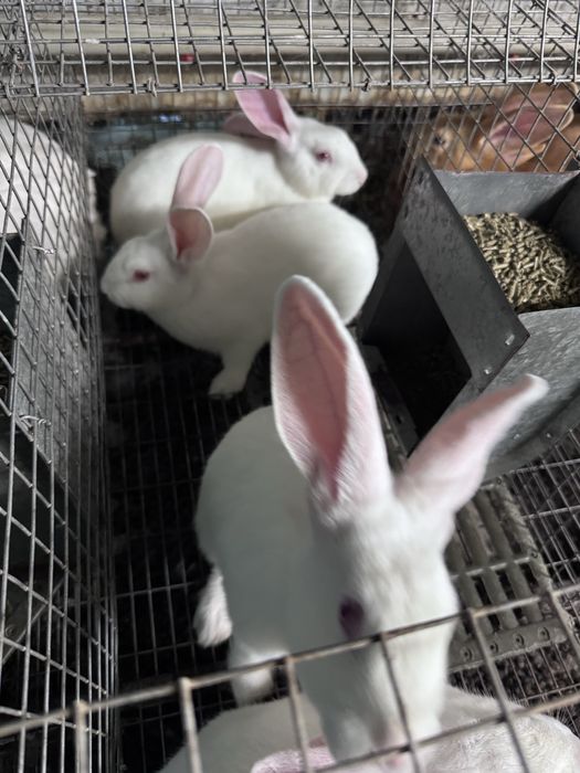 Кролики Термонці