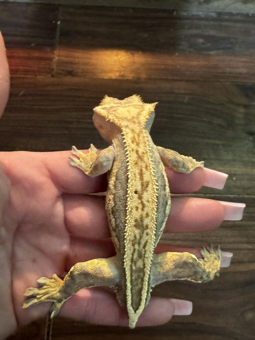 Gekon orzediony samczyk 7 miesiecy bez ogonka