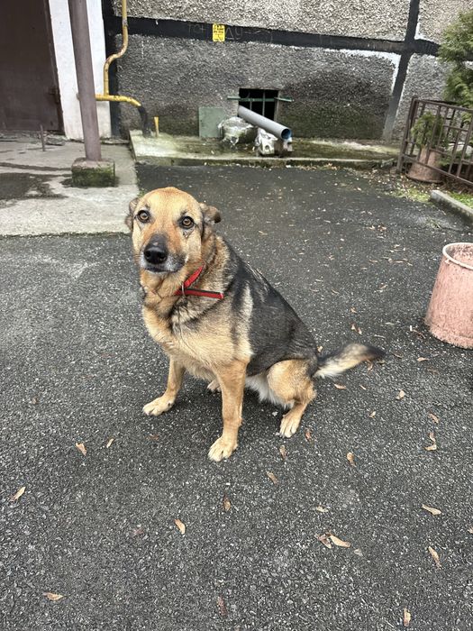 Собака в лушчие руки