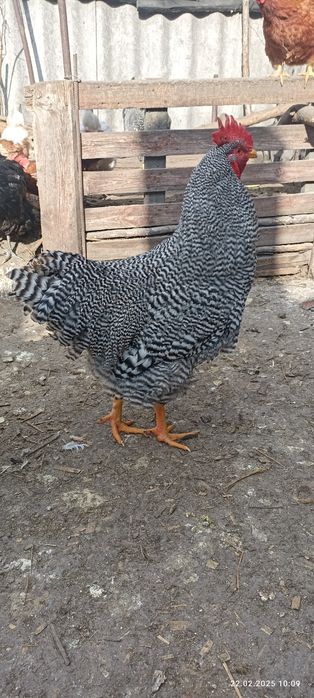 Півень когут Амрокс