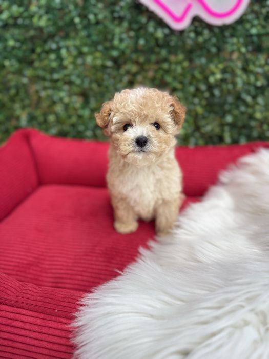 Коасунчики мальтипу