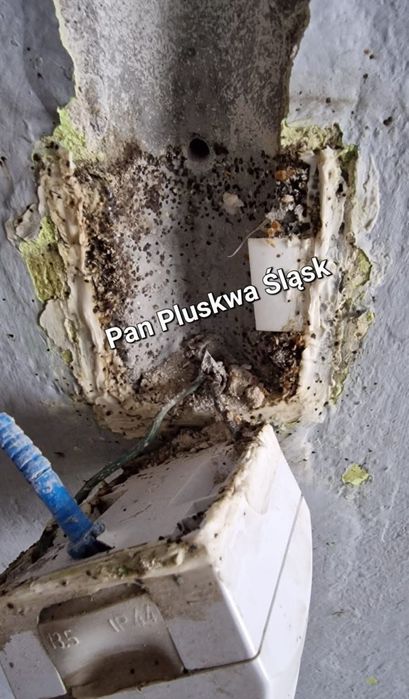 Pluskwy, HOTEL, zwalczanie pluskiew, KARALUCHY, odpluskwianie hoteli