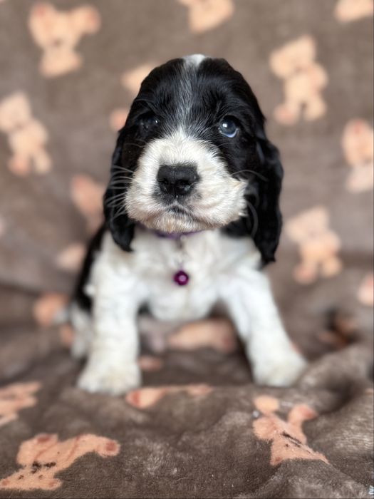 Piesek cocker spaniel angielski szczeniak