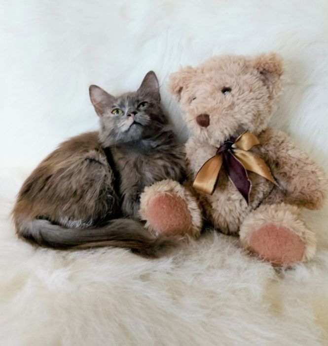 Мила 3.5 мес.
В поисках нового дома 
Ласковая, игривая.
К лоточку приу