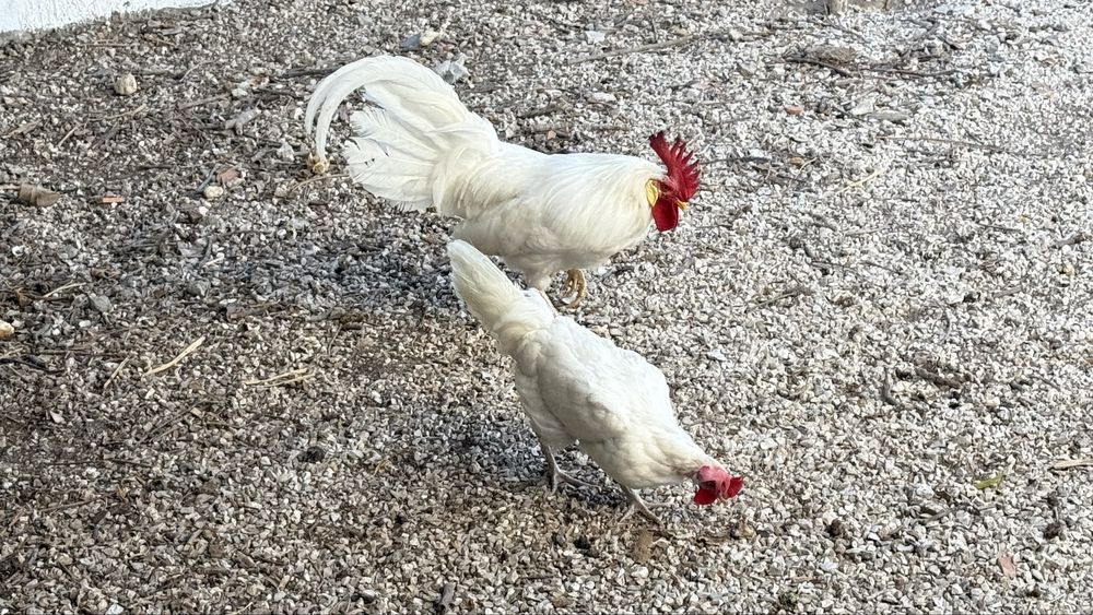 Vendo ovos galados Legorhn