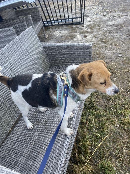 3 letnia suczka do adopcji za darmo