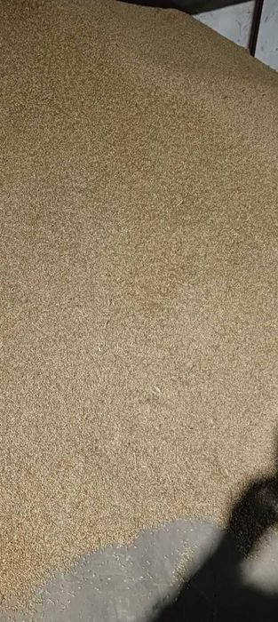 Sprzedaż pszenżyta ozimego