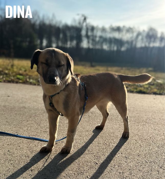 Delikatna, 12 kg suczka Dina. Adopcja