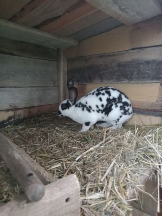 Rex Trójbarwny 6miesięczny