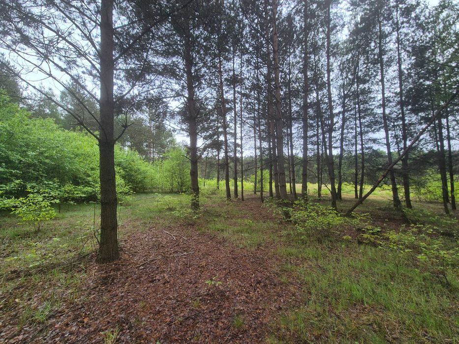 Działka budowlana w Aleksandrii - bez pośredników