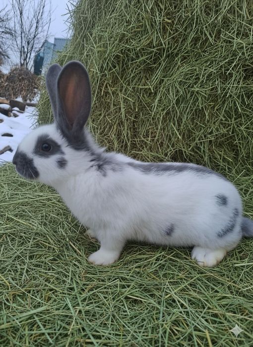 Кролі Німецький строкач