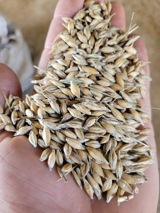 Pszenica, jęczmień kukurydza