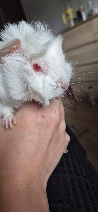 Oddam świnki morskie