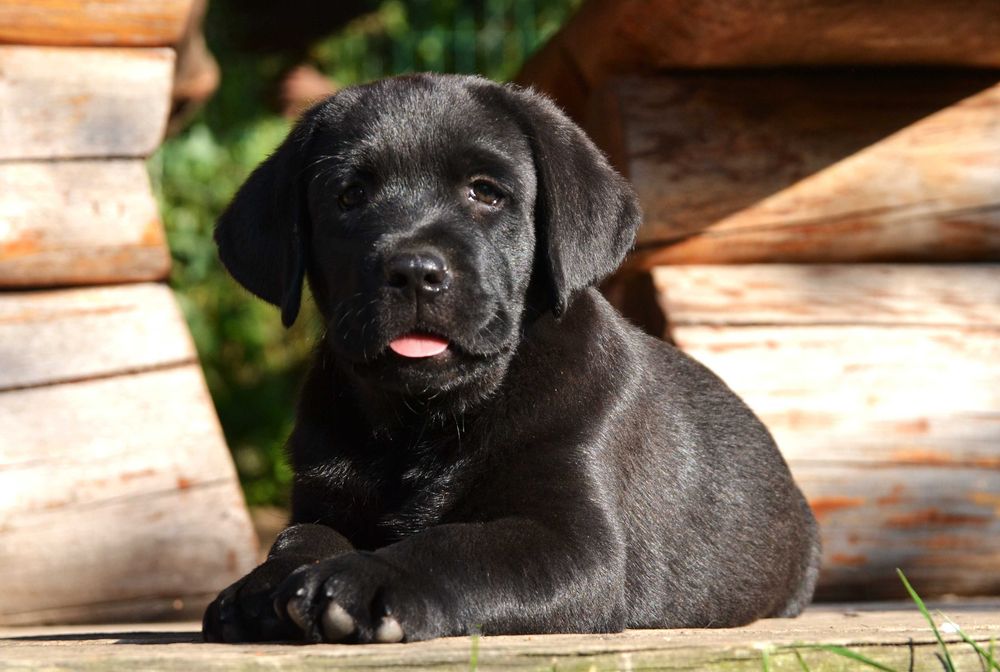 Wyjątkowy szczeniak Labrador Retriever FCI