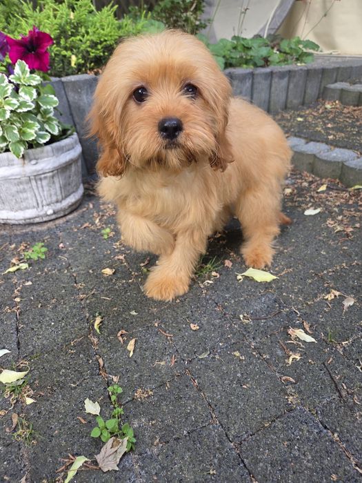 Cavapoo szczeniak