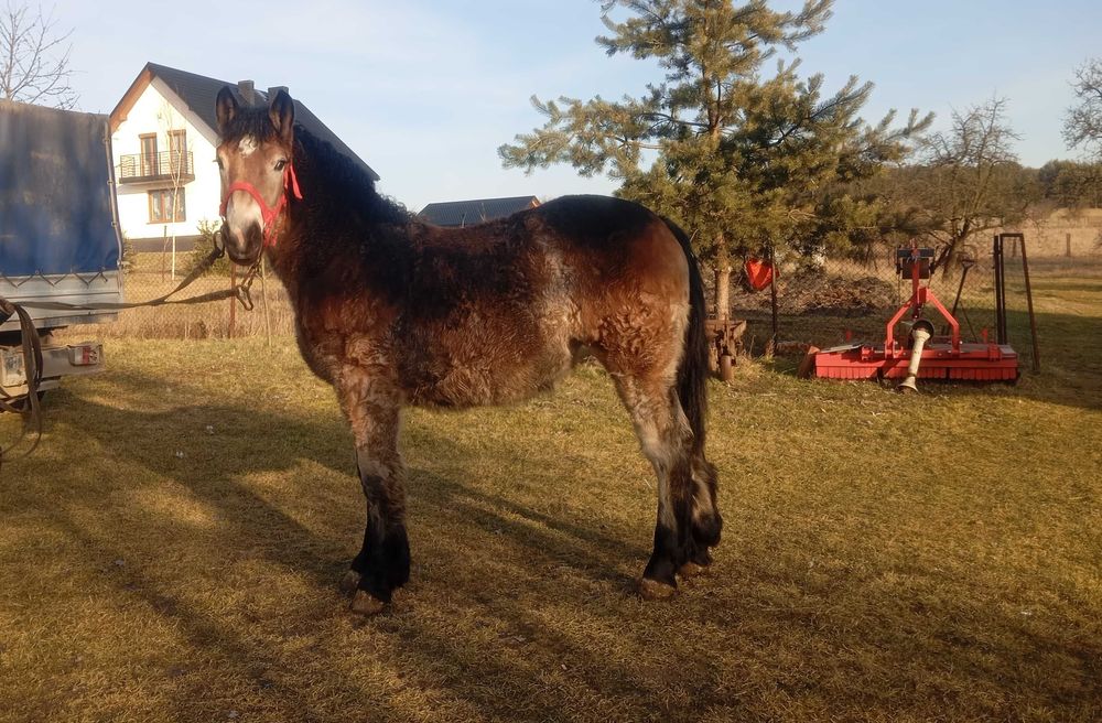 Źrebica zimnokrwista PKZ