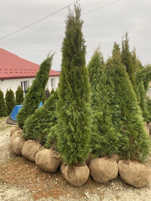 ТУЯ Смарагд:1,00-2.70м