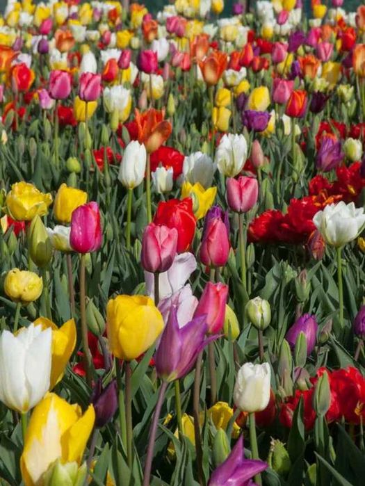 Zestaw mix Kwiatów Narcyzy Tulipany