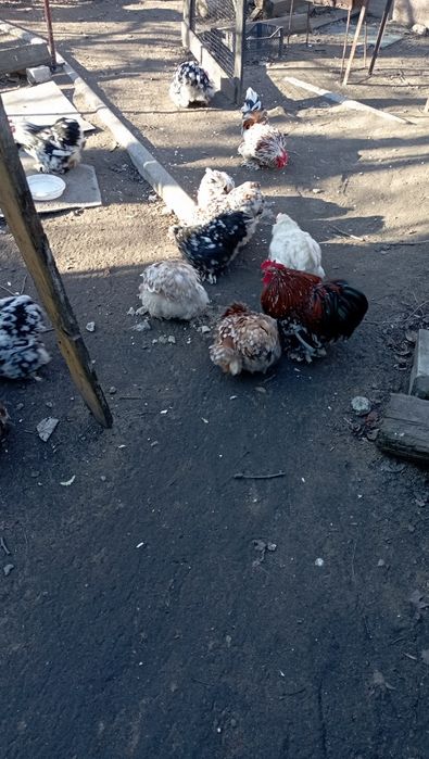 Карлікові кури яйця на інкубацію