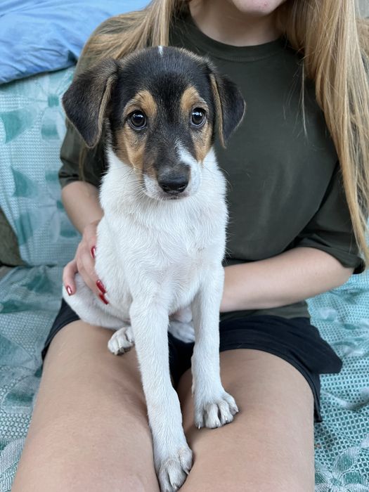 собака, цуценя дівчинка