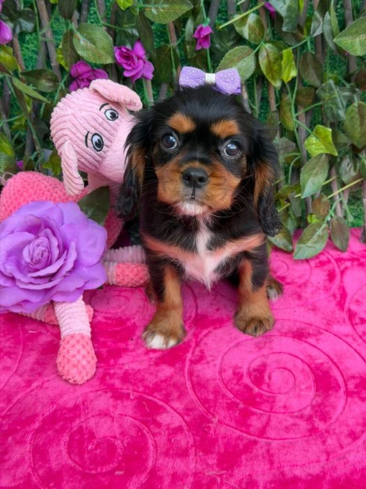 Cavalier King Charles Spaniel Fêmea