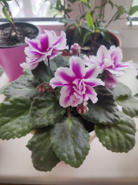 Фіалка махрова  молоденька