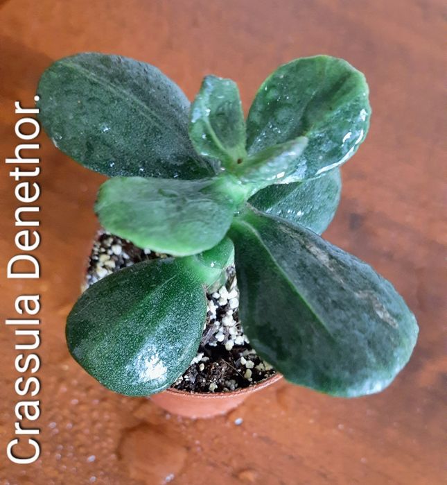 Редкие, коллекционные сорта крассул.