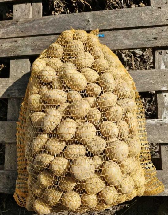 Sadzeniaki Denar, Bellarosa