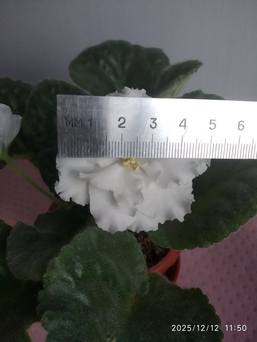 Фиалка детка 30 гр