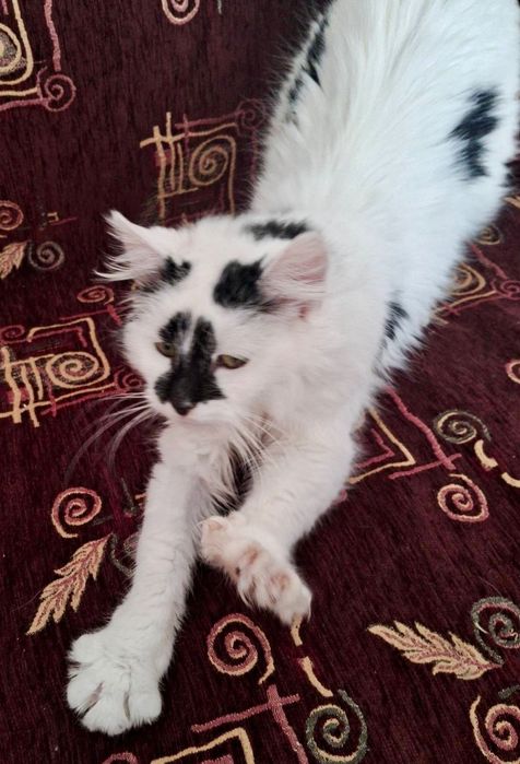 Красуня шукає родину.