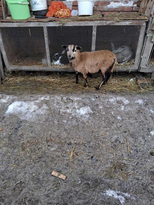 Owieczka/ samiczka kameruńska ( 5 miesięcy)