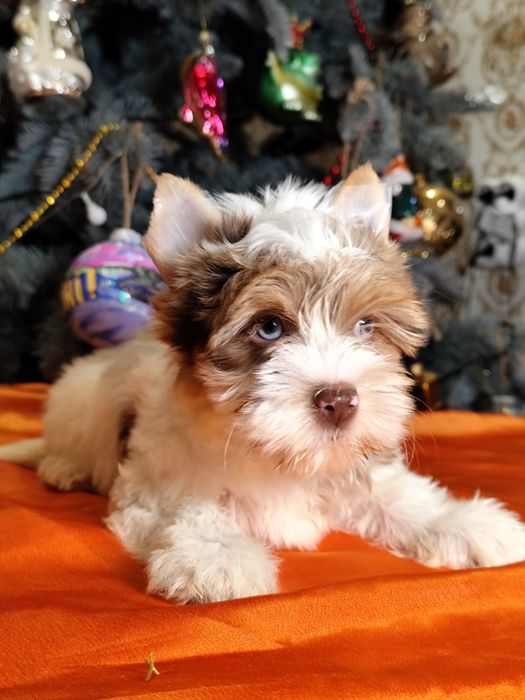 Блакитноока блондинка йорк