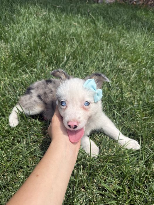 Border Collie Merle Femêa Fofinha