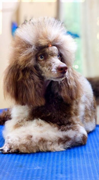 Uroczy piesek  American Cockapoo chocolate tan - cocker amerykański & pudel