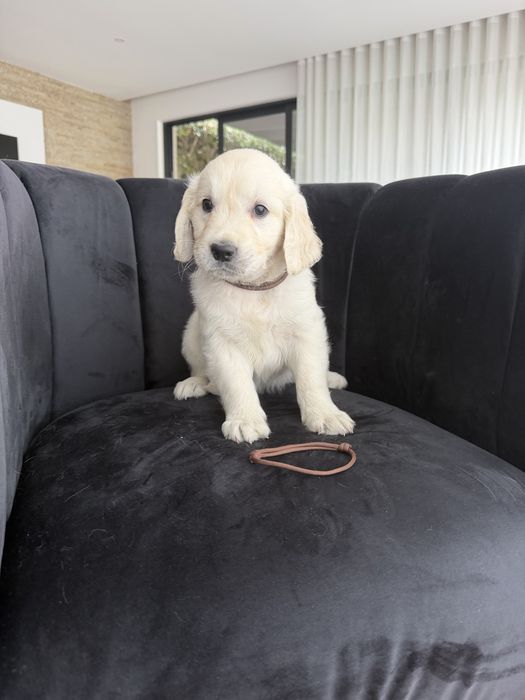Golden Retriever  top