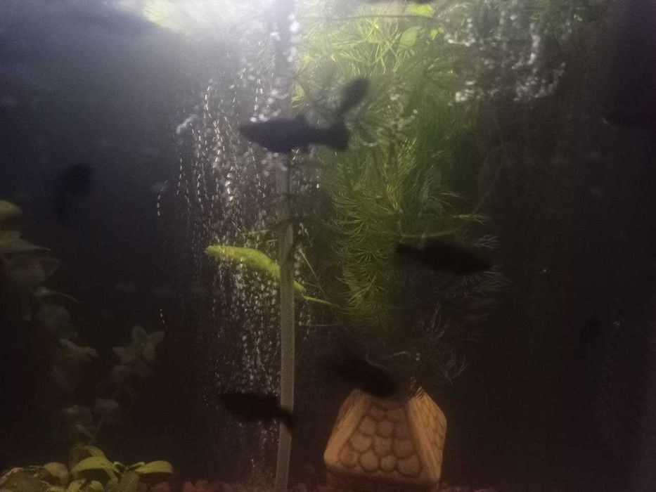 аквариумные рыбки: гуппи, моллинезии, меченосцы Санта-Клаус (Кохаку)