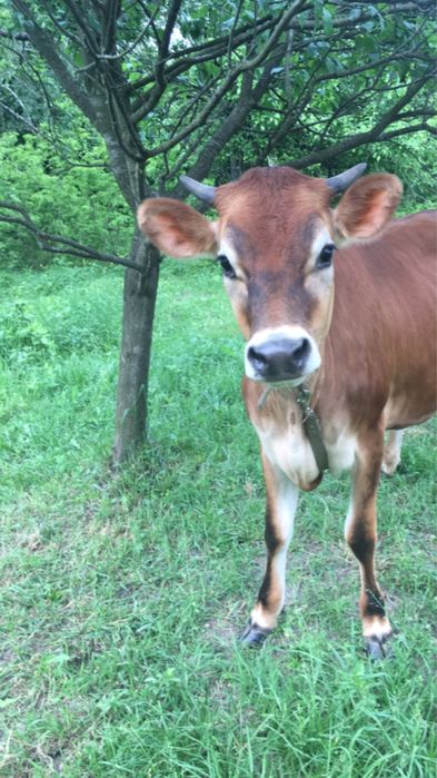 Справжнє солодковершкове масло від своїх  корів Джерсеїв