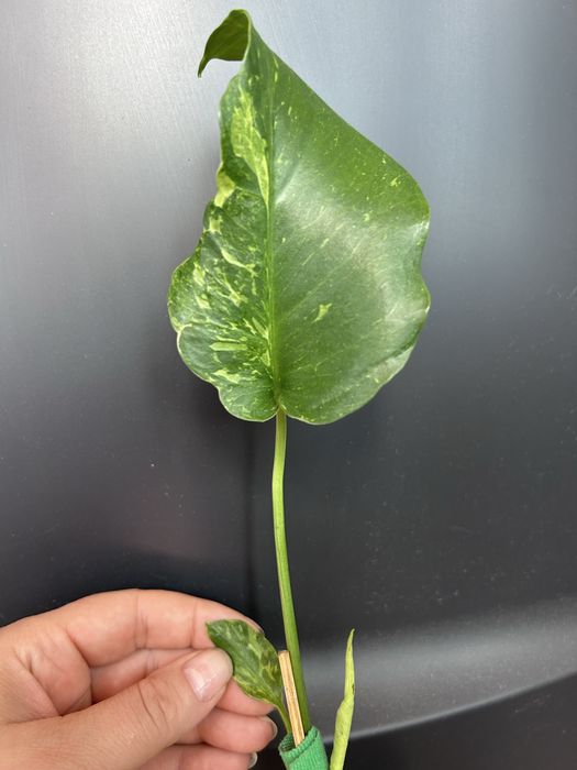 Monstera Oceana Thunderbolt
