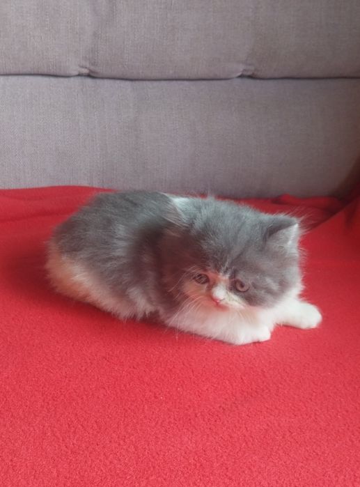 Gato persa com 2 meses