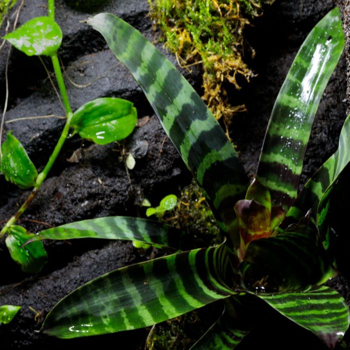 Terrarium tropikalne gekon 40x40x60