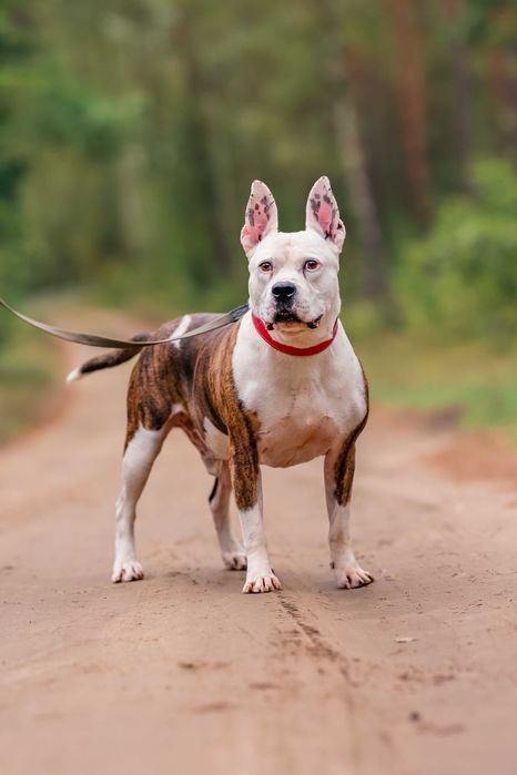 Buliś około 5 letni american stafford terier do adopcji FUNDACJA