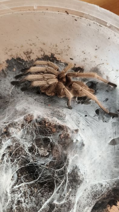 Chilobrachys huahini samiec adult